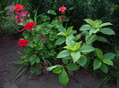 hortensie