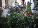 clematita
