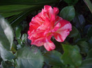 IMGP0171