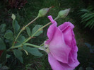 gadina botanica -Bulgaria-adus