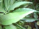 IMGP0197