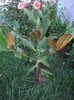 magnolia  vesnic  verde