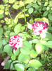 IMGP0210