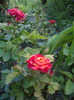 IMGP0212