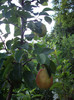 IMGP0221