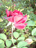 IMGP0222