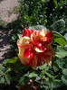 IMGP0226