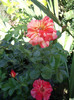 IMGP0228