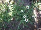IMGP0229