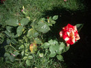 IMGP0231