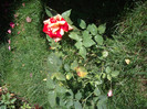 IMGP0232