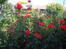 IMGP0235