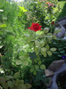 IMGP0237