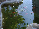 IMGP0238