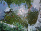 IMGP0243