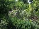 IMGP0248