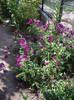 IMGP0250
