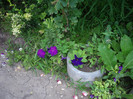 IMGP0252