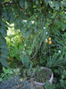 IMGP0254