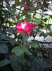 IMGP0257