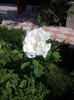 IMGP0258