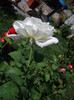 IMGP0259