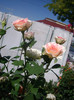 IMGP0260