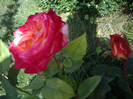 IMGP0264