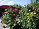 IMGP0268