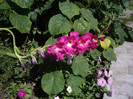 IMGP0271