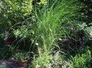 iarba  decorativa