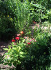 IMGP0281