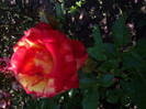 IMGP0290