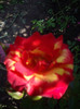 IMGP0291