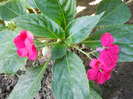 IMPATIENS