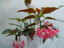 DSCN3124