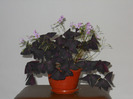 OXALIS