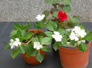IMPATIENS  ALB