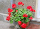 MUȘCATĂ