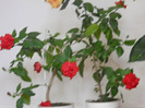DSCN2844