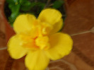 HIBISCUS GALBEN