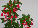 FUCSIA