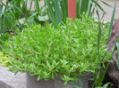 DSCN1536