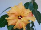 HIBISCUS PORTOCALIU
