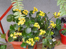 KALANCHOE