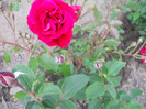 DSCN1681