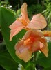 orangeDSC03626