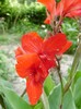 rosuDSC03588