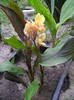 tropicannaDSC03405