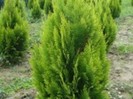 chamaecyparis lawsoniana -golden-triumph-150x112